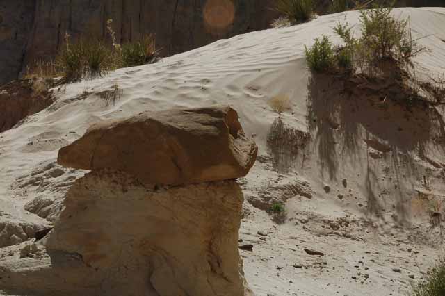 the toadstool trail